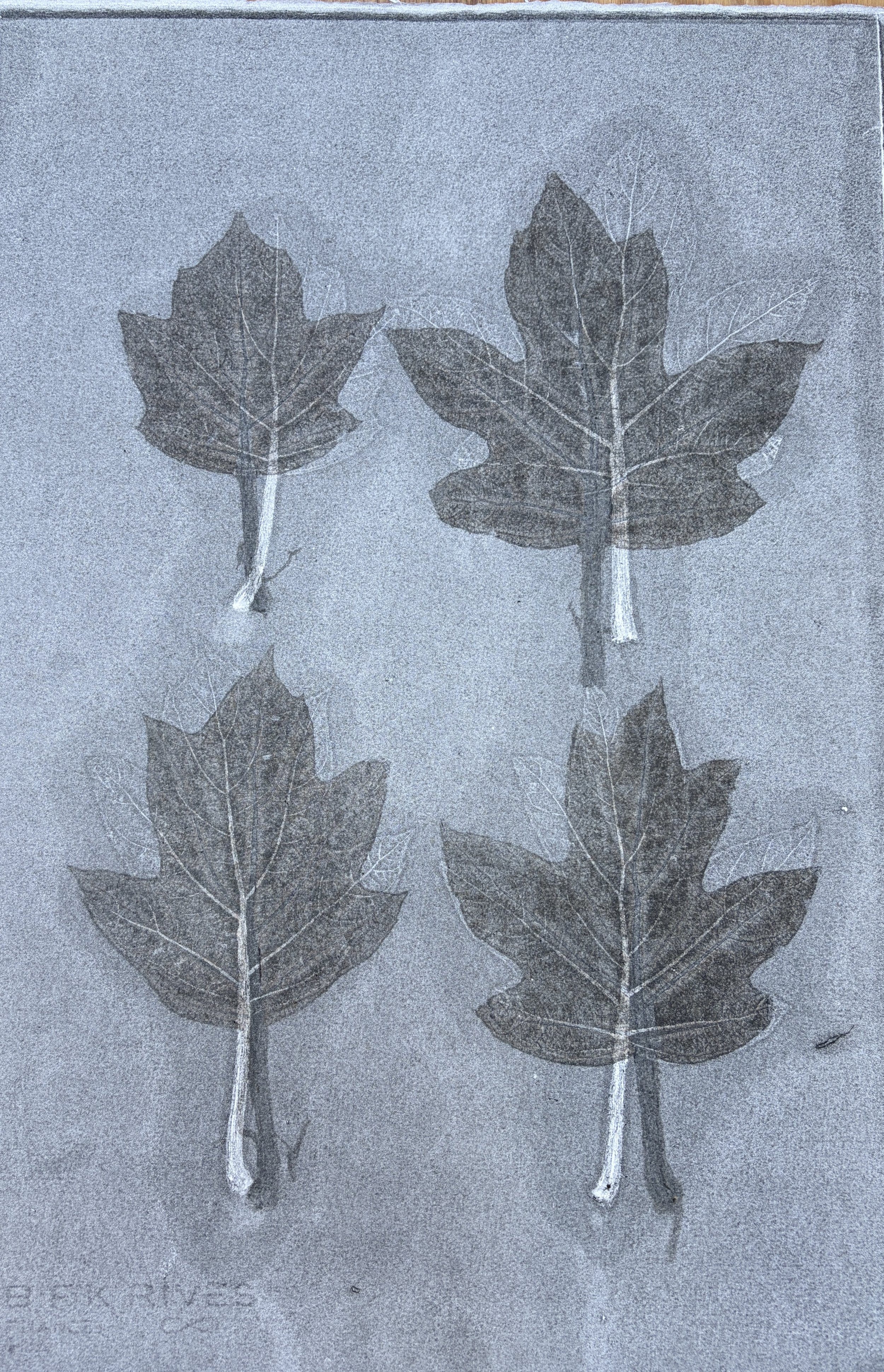 "Oak Leak Hydrangea Leaves #97", 2024, 22.5" x 15" inches, 600.  