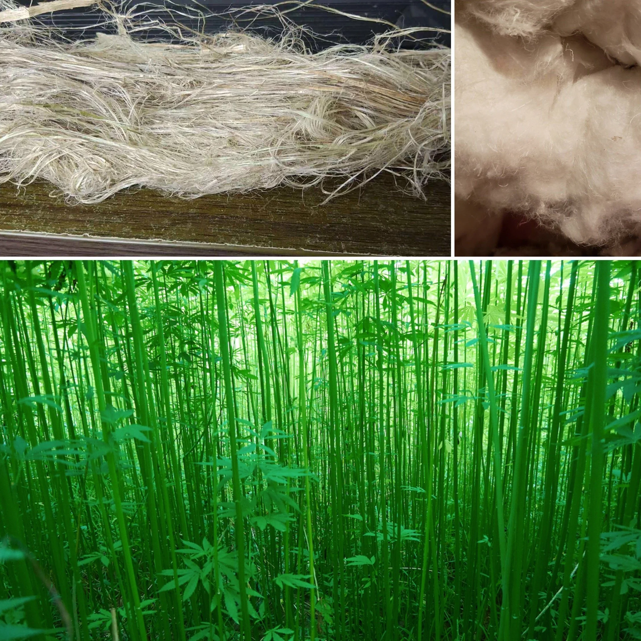 Cynosura Consulting Partners with Industry Leaders to Establish a Sustainable Hemp Fiber Supply Chain in the US