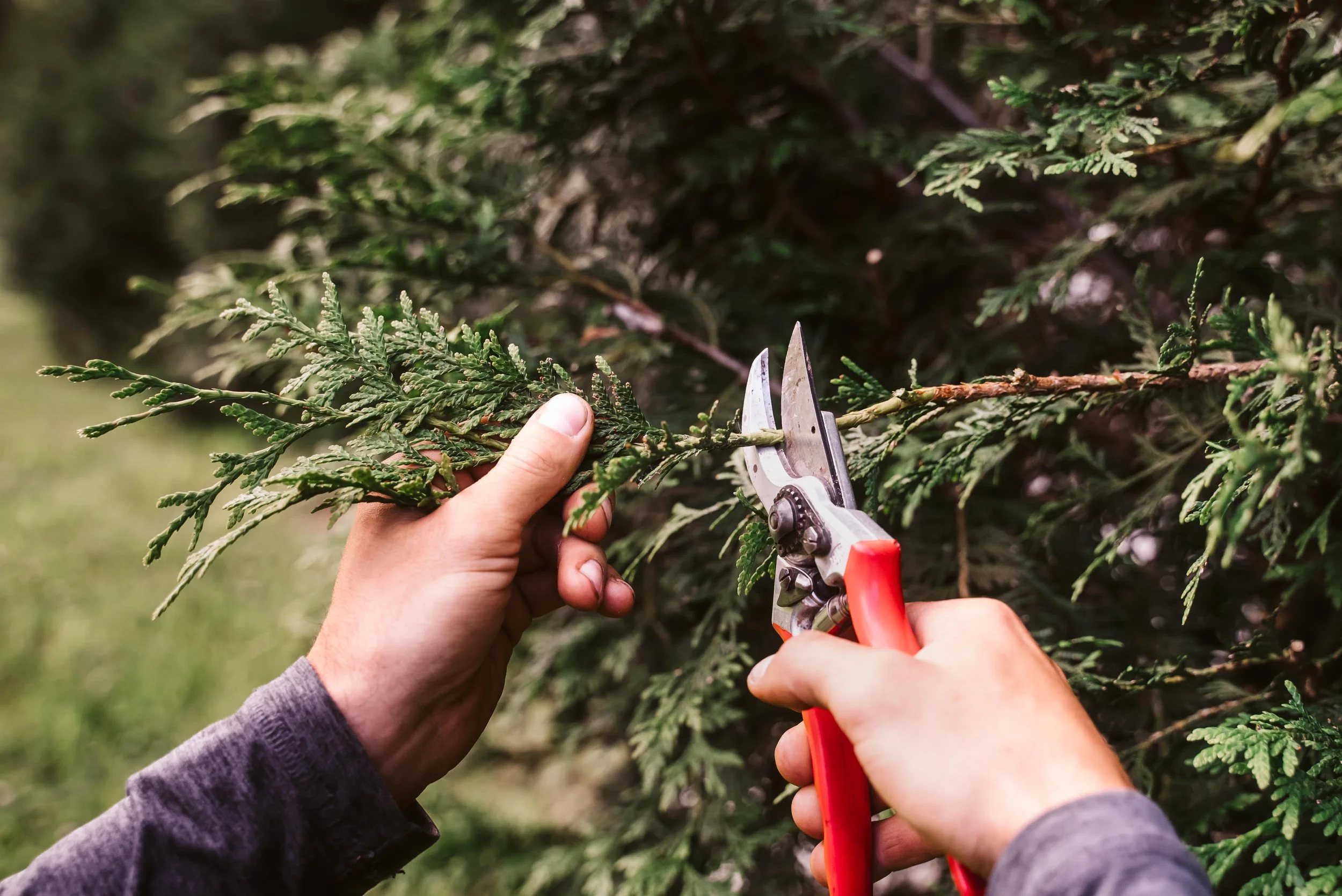 How to Prune Your Trees for Health and Growth: Expert Tips — Skeen Tree ...