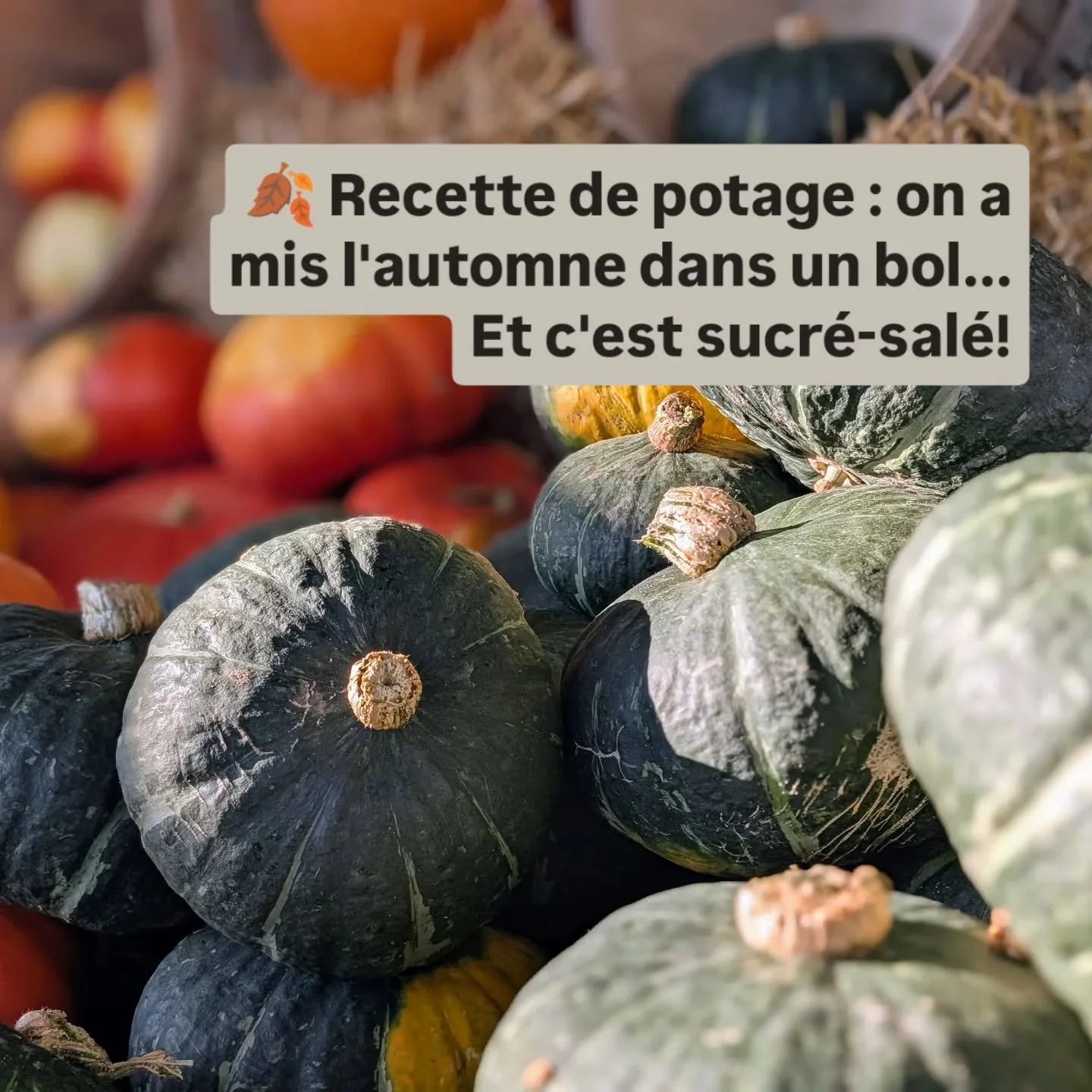 👉 Visitez la section recette de notre blog (lien en bio)
#potageautomnal  #recettedautomne #butternut #citrouille #recettesaine #recettefacile #velout&eacute; #comfortfood #cuisinemaison #gargouillis