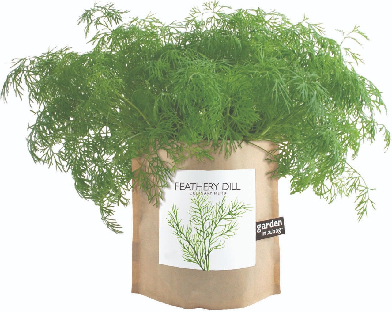 Dill_Gr_Front__41279.jpeg