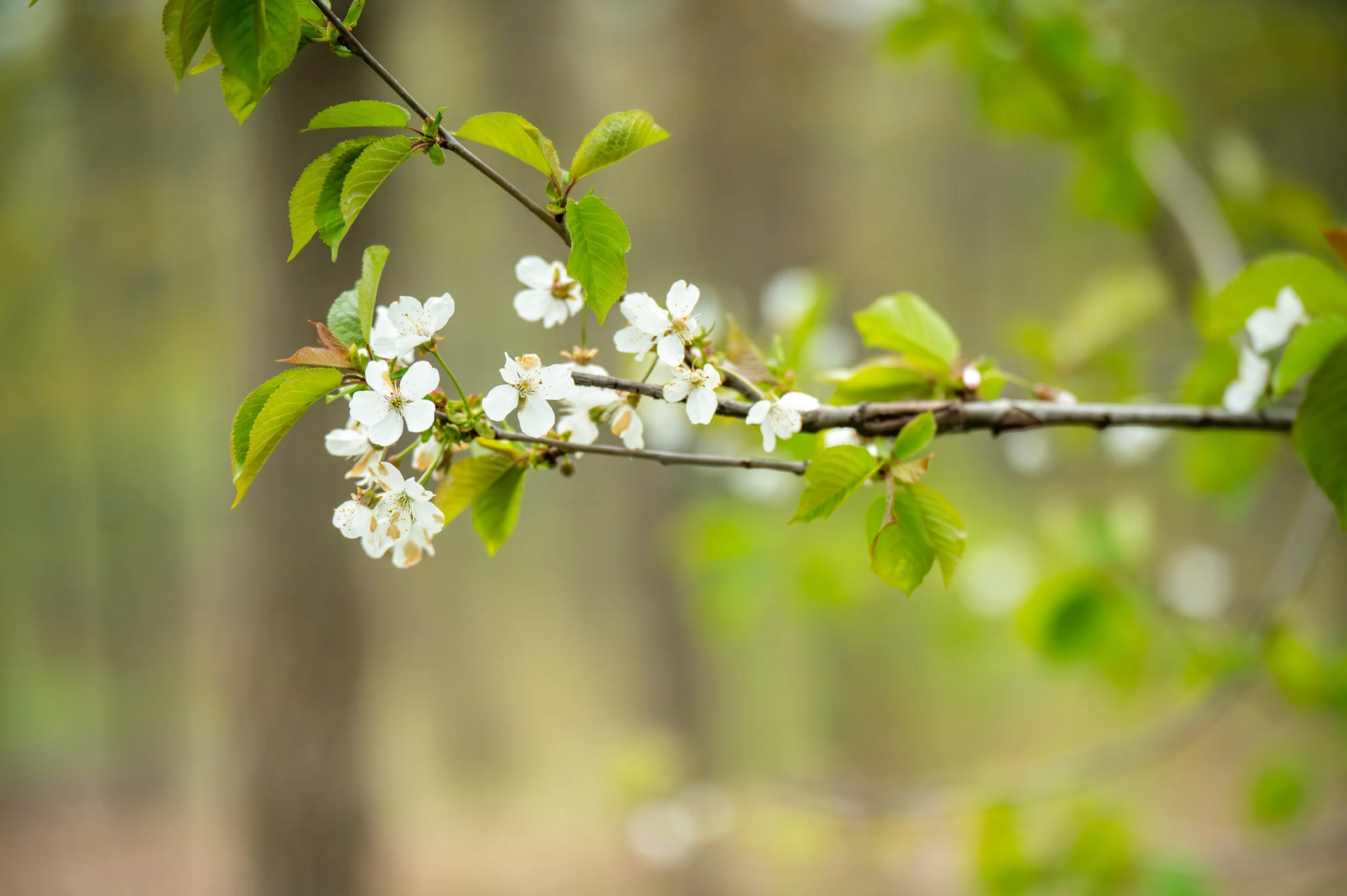 floras-may-2026-331.jpg