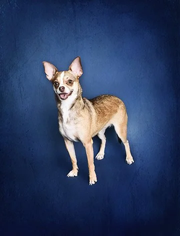 Dog Photographer South Florida