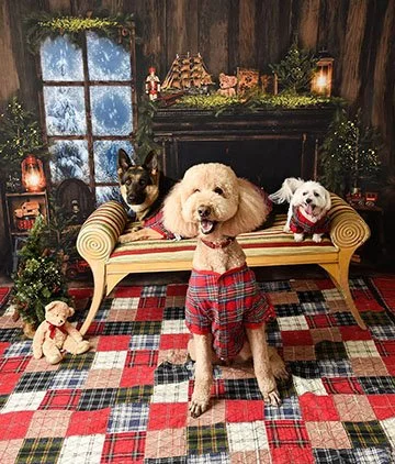 Holiday-pet-portraits-Miami