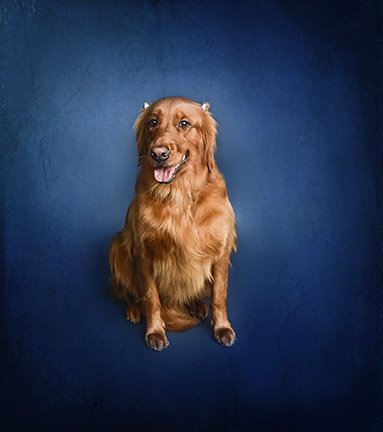 best pet photographer in South Florida