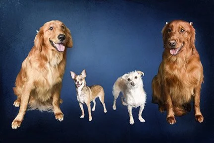 Fine Art Luxury Pet Photography: Turn Your Best Friend Into a Timeless Work of Art