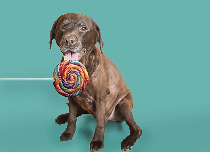 Whimsical Pet Photography: From Harry Potter Magic to FIFA Soccer Superstars