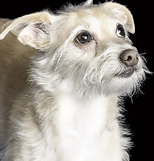miami-pet-photographer.jpg
