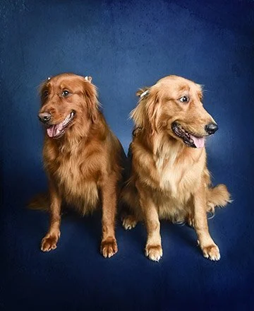 Fine Art Pet Portrait Photography