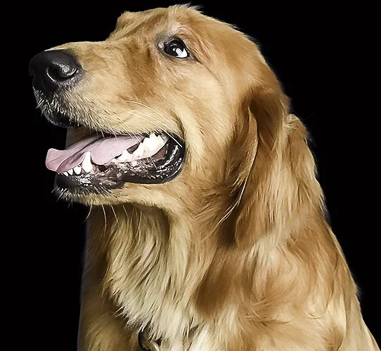 pet headshot photographer