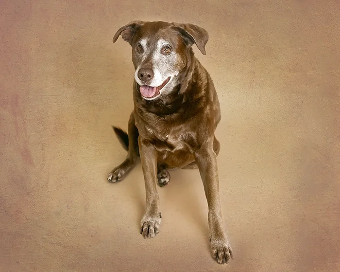 pet-photography-near-me