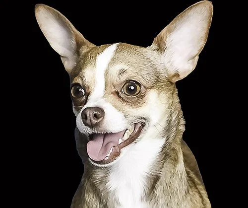 fort-lauderdale-pet-photographer.jpg
