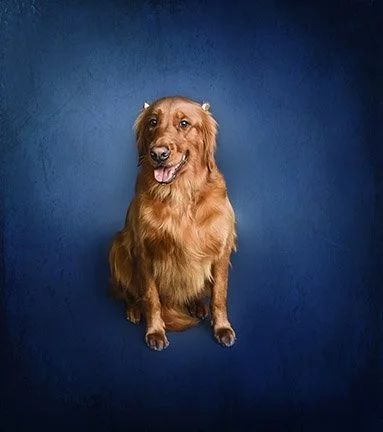 best-pet-photographer-in-South-Florida.jpg