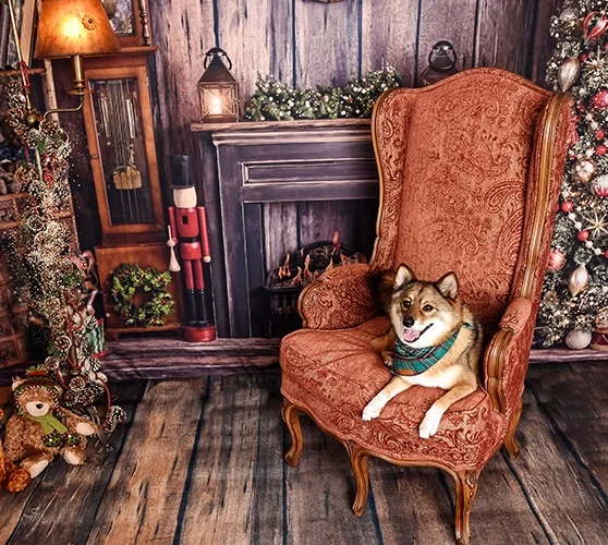 holiday sessions with dogs South Florida