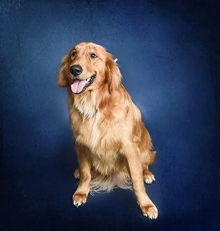 Studio Pet Portraits