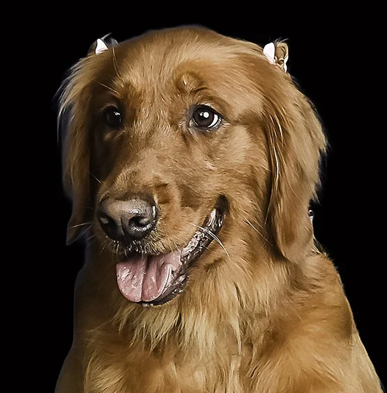 weston-florida-pet-photographer.jpg