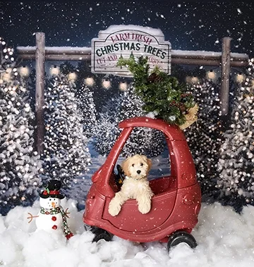 Pet-Christmas-sessions-South-Florida