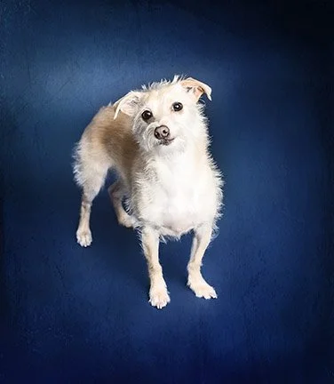 Luxury Pet Photography