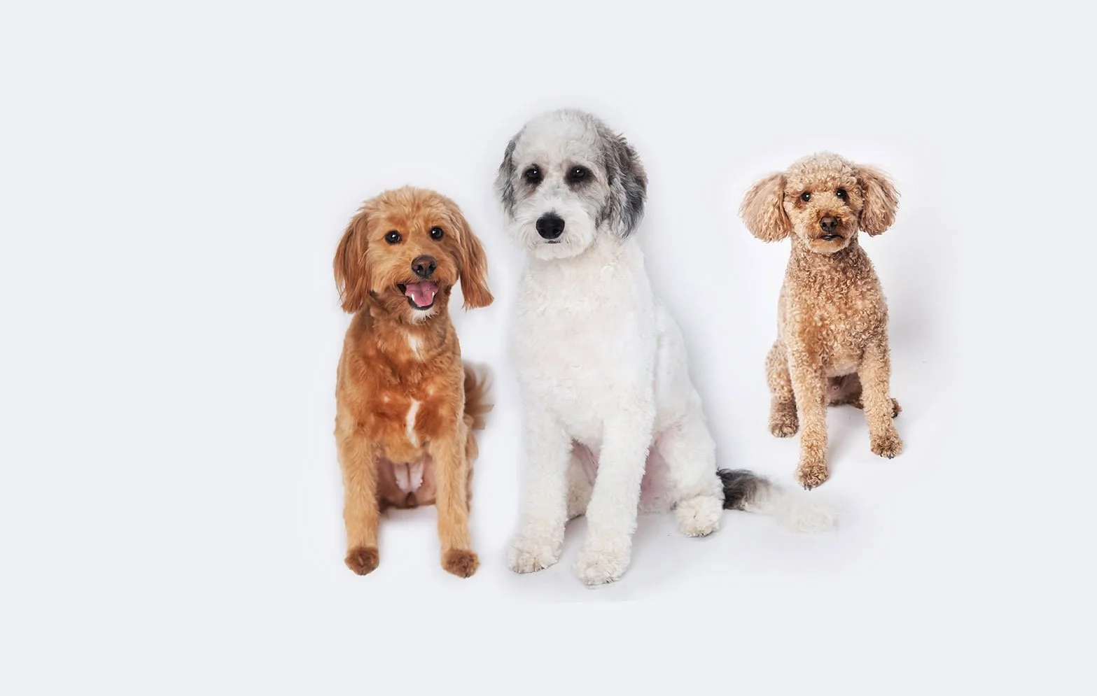 pet photographer fort lauderdale