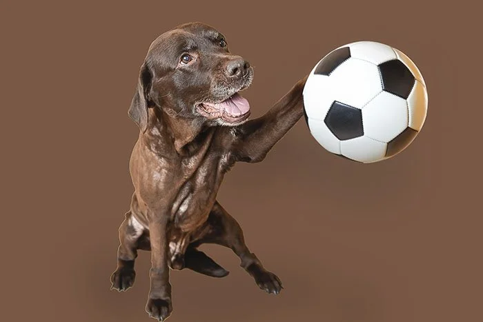 dog-with-a-soccer-ball-photoshoot