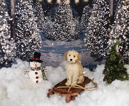 Christmas-pet-photography-South-Florida