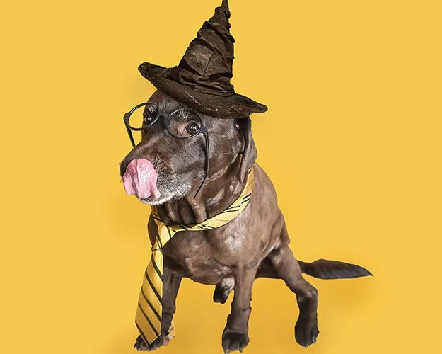 harry-potter-dog-photography