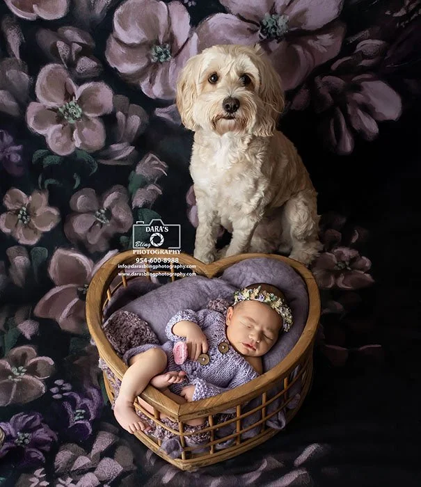 newborn girl in a heart prop wearing a purple outfit with the family dog