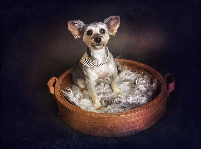 dog-photographer-near-me.jpg