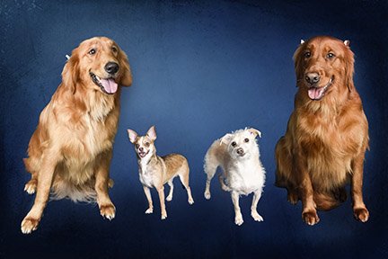 professional pet photographer
