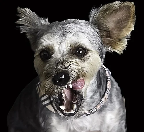 parkland-florida-pet-photographer
