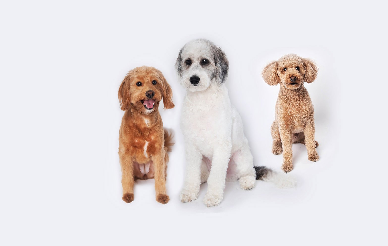 pet-photographer-fort-lauderdale.jpg