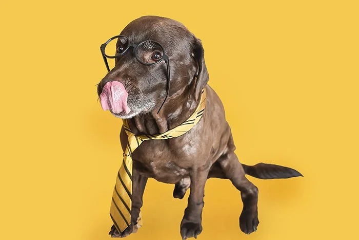 harry-potter-dog-photoshoot
