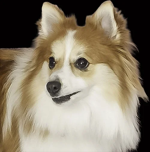 dramatic-dog-portrait