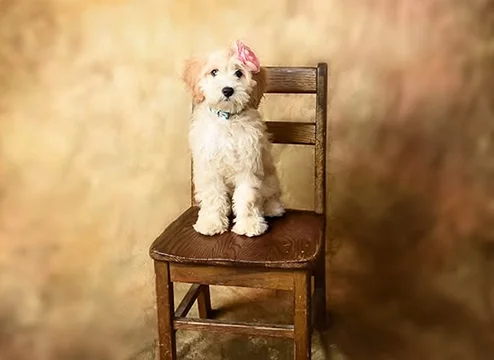 palm-beach-pet-photographer