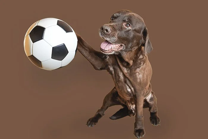 dog-with-a-soccer-ball-photoshoot
