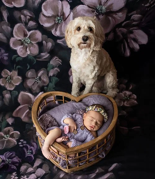 including-your-dog-into-your-newborn-photography session