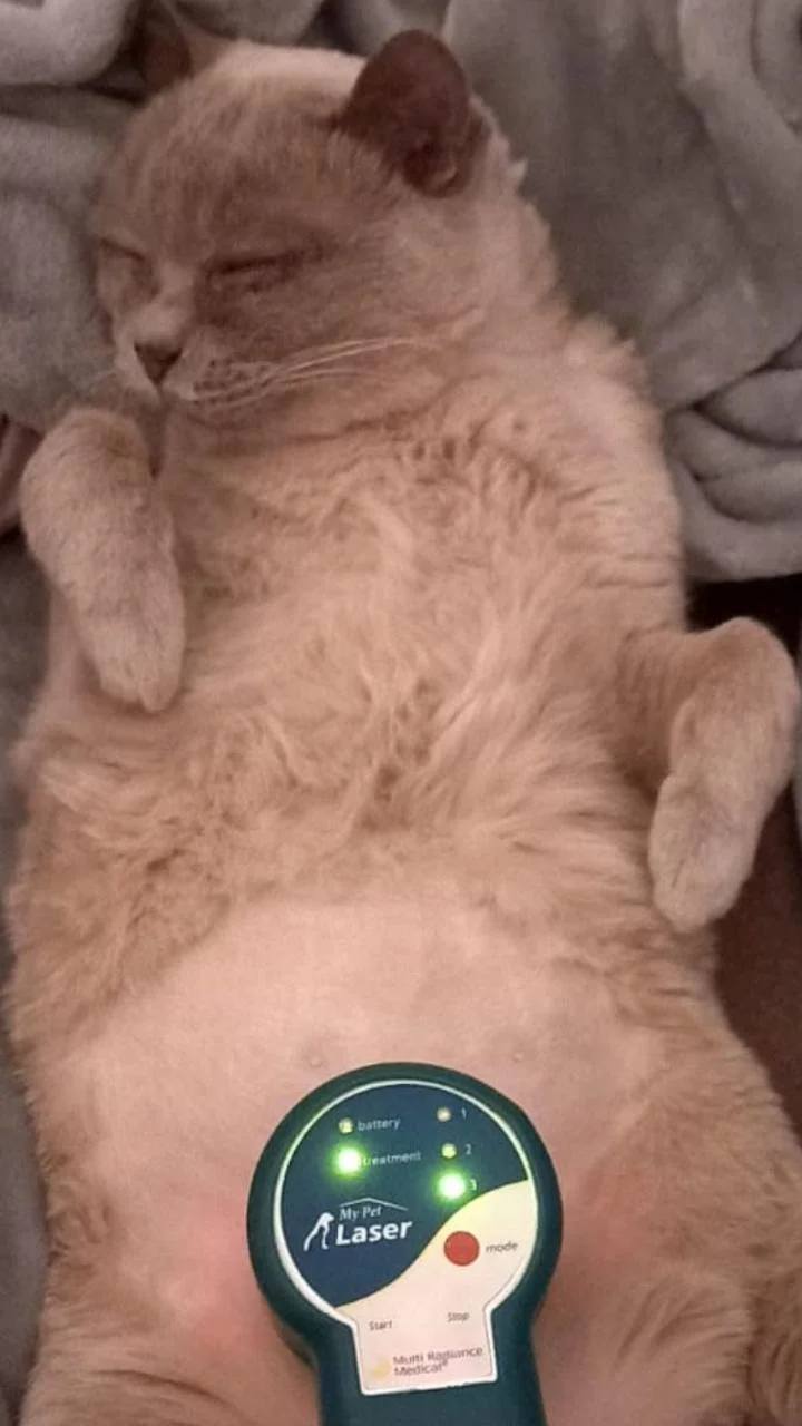 WhatsApp Image 2024-06-18 at 10.40.02 PM.jpeg