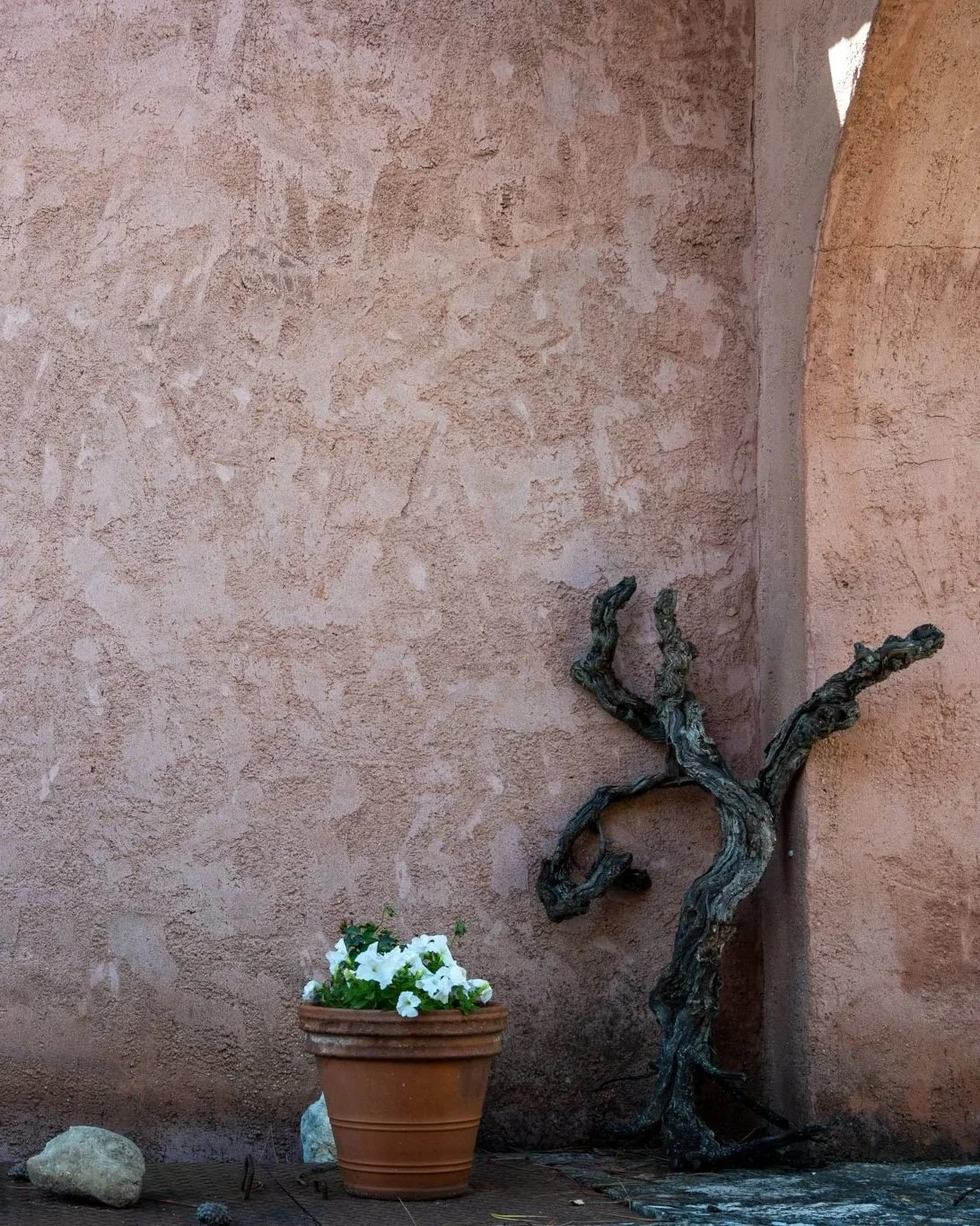 Textured adobe wall with a terracotta pot of white flowers and sculptural vine detail