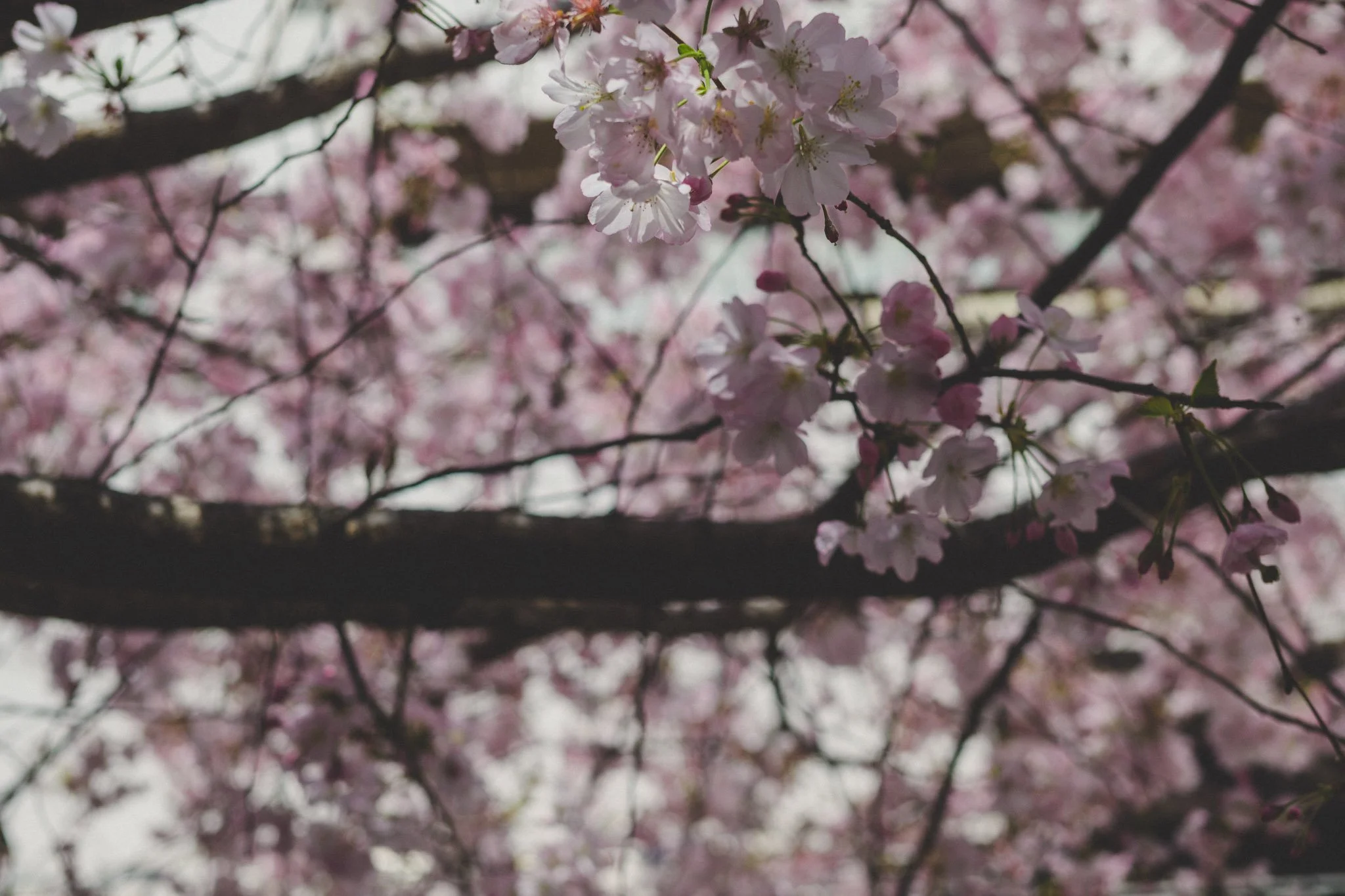 Soft pink cherry blossoms in bloom on tree branches, photographed in Rome as part of a spring moodboard.