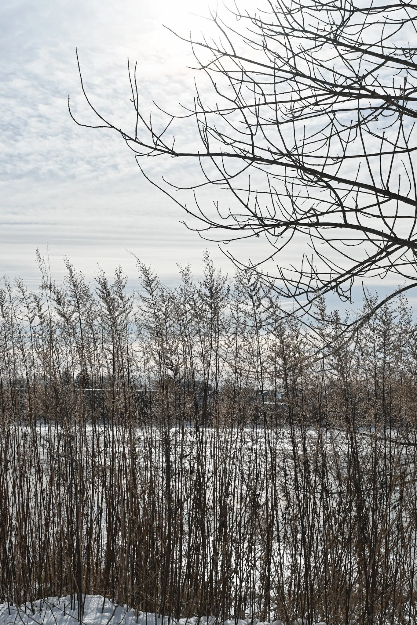 Bare winter branches over tall reeds in a snowy field beneath a pale, clouded sky