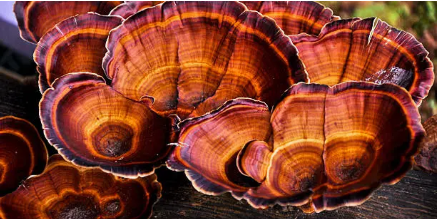 Reishi&nbsp;Spore Essence: Ancient&nbsp;Wisdom Meets Modern Science