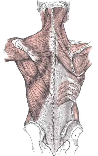 Integrative Structural Adjustment Cascais