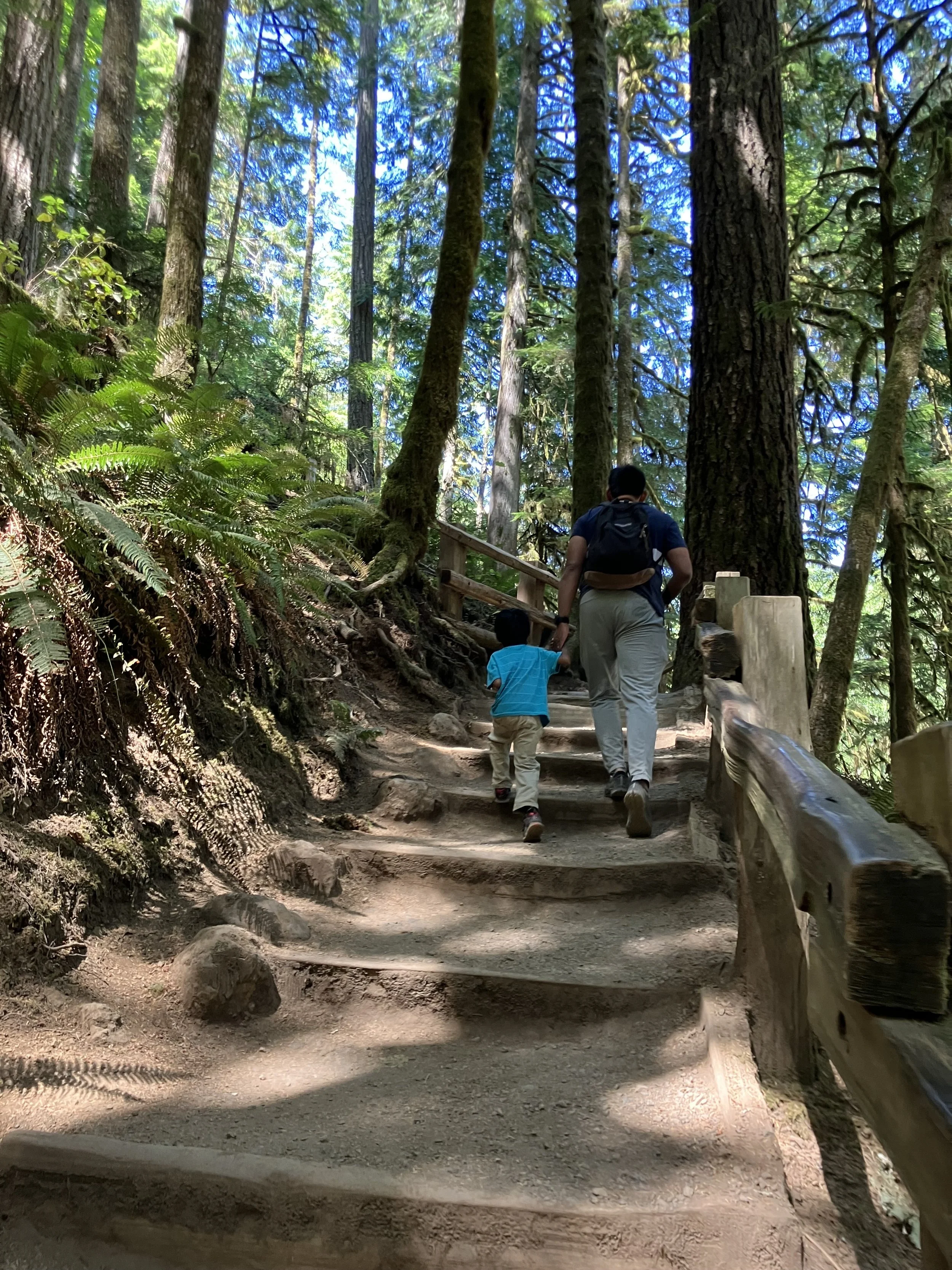 A man and a child hiking up a dirt trail in a dense, sunlit forest with tall trees and green foliage.