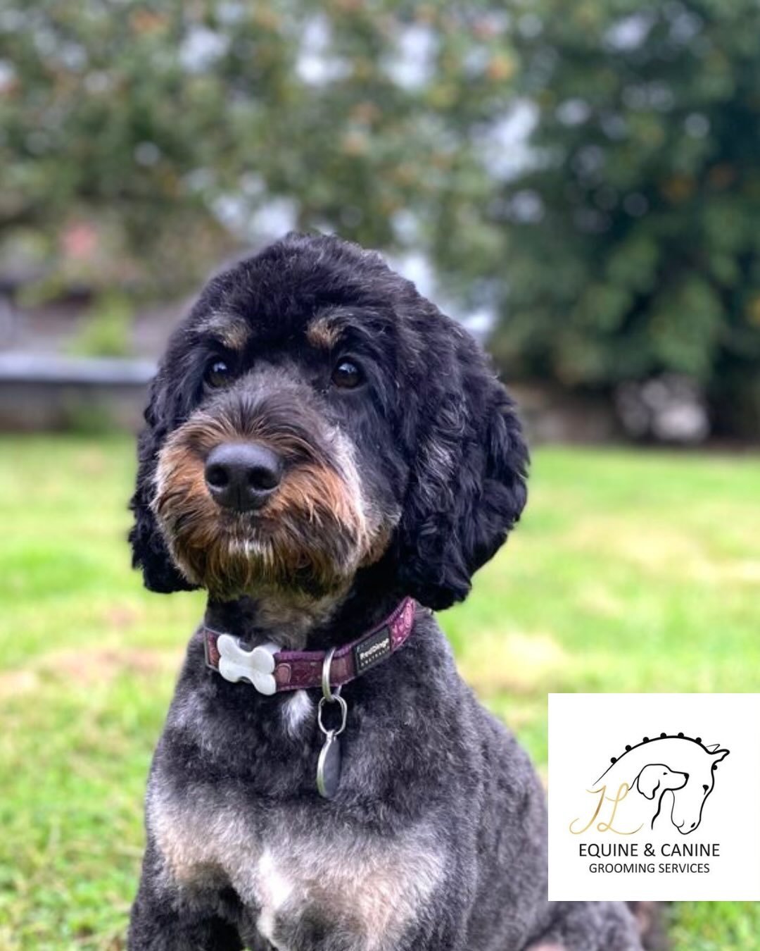 ✨ New businesses now live on Your Local Hub!

We&rsquo;re pleased to welcome some fantastic new local businesses to the platform this week &mdash; be sure to check them out and show them some support 👇

⭐ JL Equine &amp; Canine Grooming Services 

P