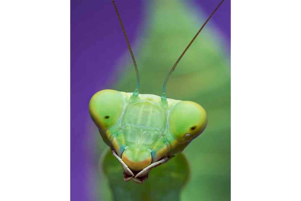 Praying Mantis Portrait