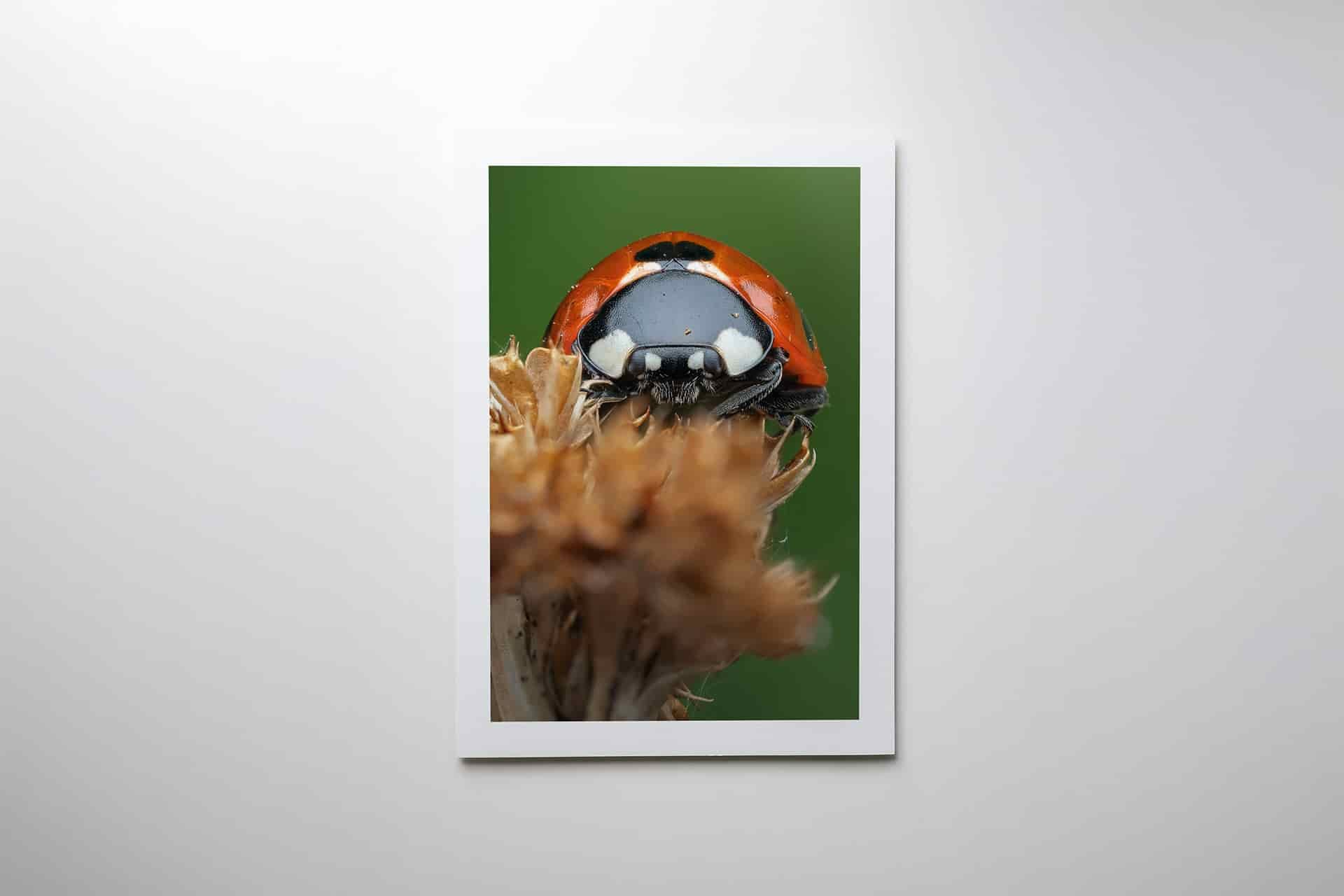Ladybird on stick print-min.jpg