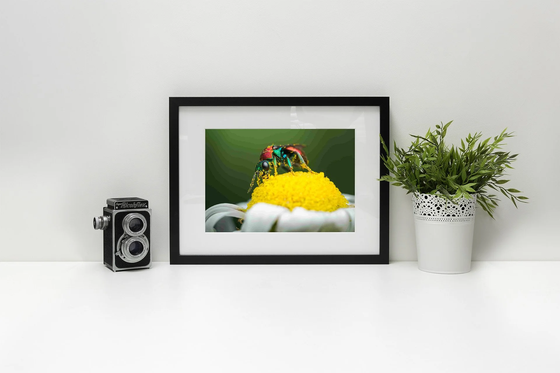 Ruby Tailed Wasp Framed.jpg