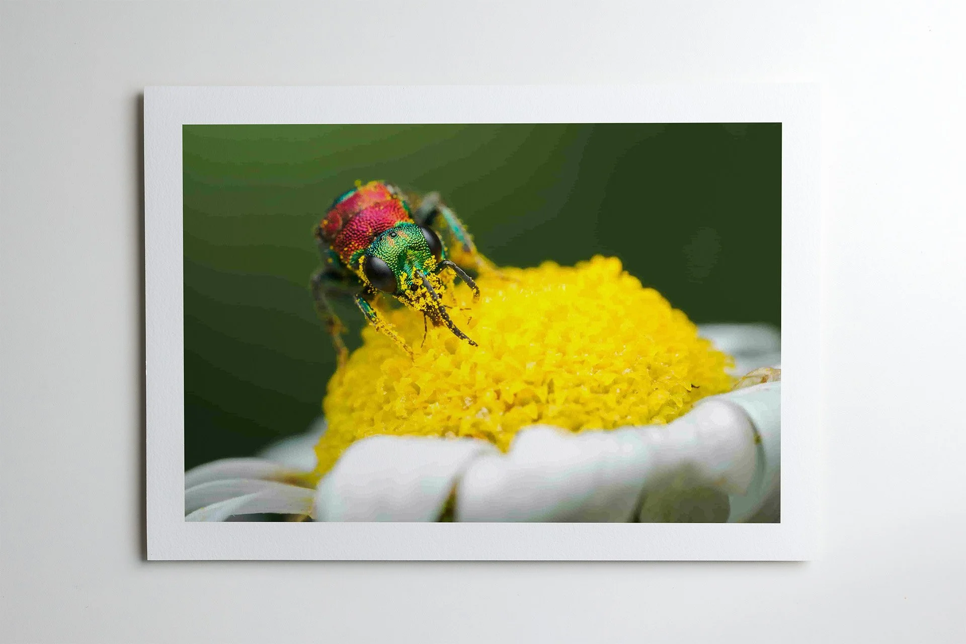 ruby tailed wasp second angle print.jpg