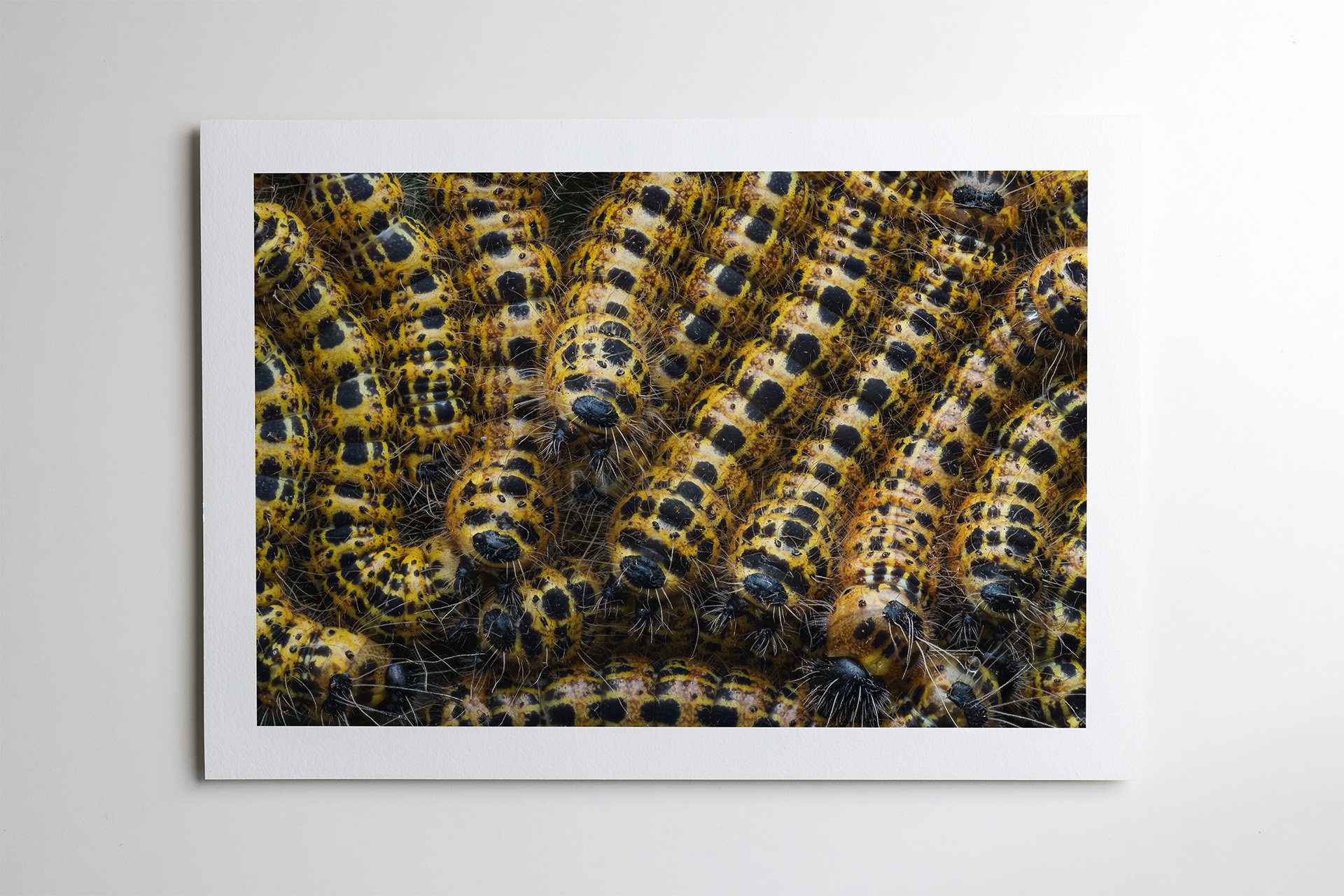Caterpillar Pile print.jpg