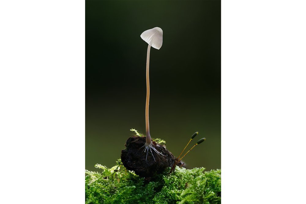 Mycena+Galopus+growing+out+of+stick.jpg